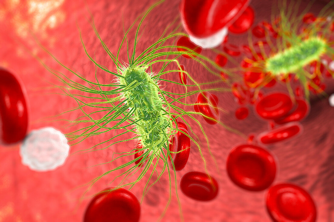 Escherichia coli bacteria in blood, illustration