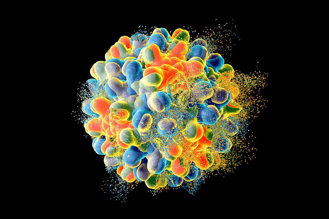 Destruction of hepatitis B virus, illustration