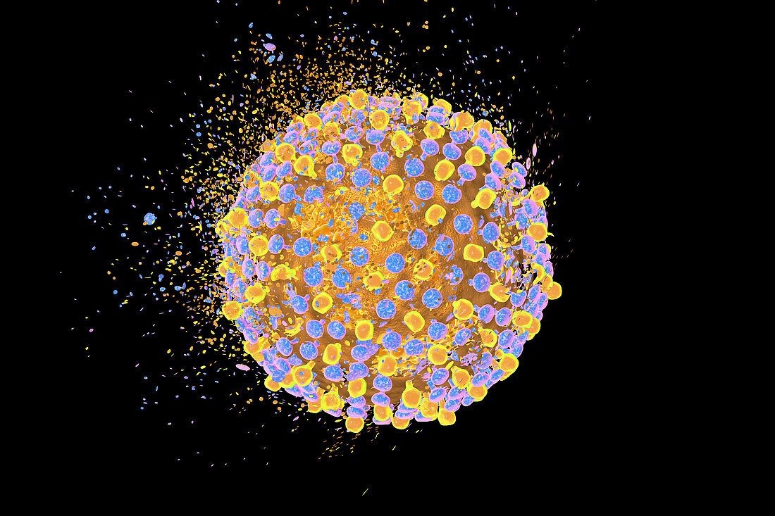Destruction of hepatitis C virus, illustration