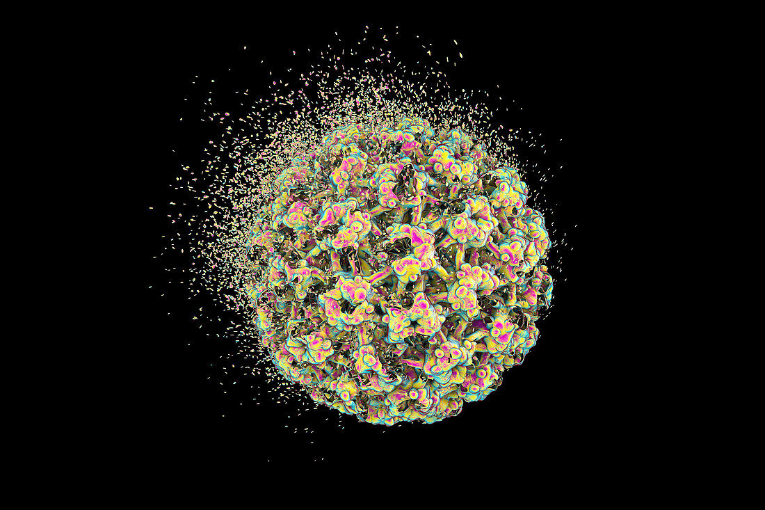 Destruction of human papilloma virus, illustration