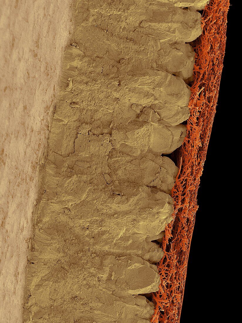 Chicken eggshell cross section, SEM