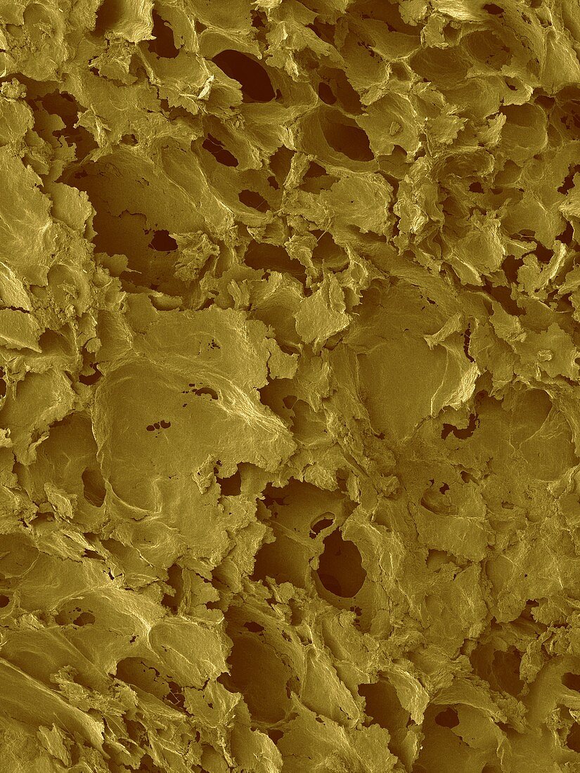 White bread surface, SEM