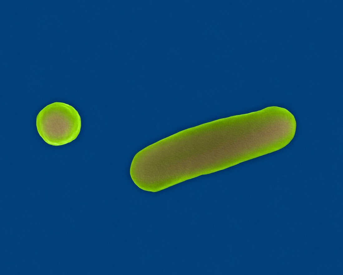 Shigella sonnei, bacterium, SEM