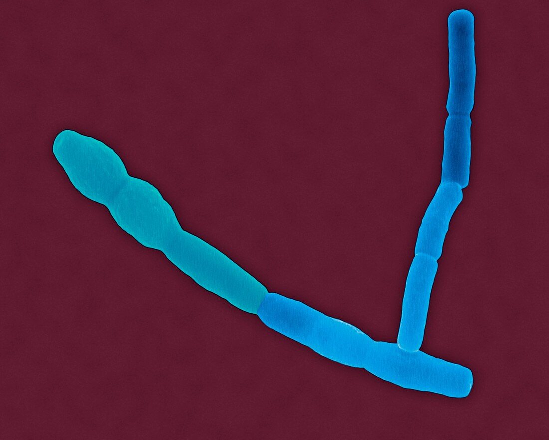 Bacillus cereus -rod prokaryote, SEM