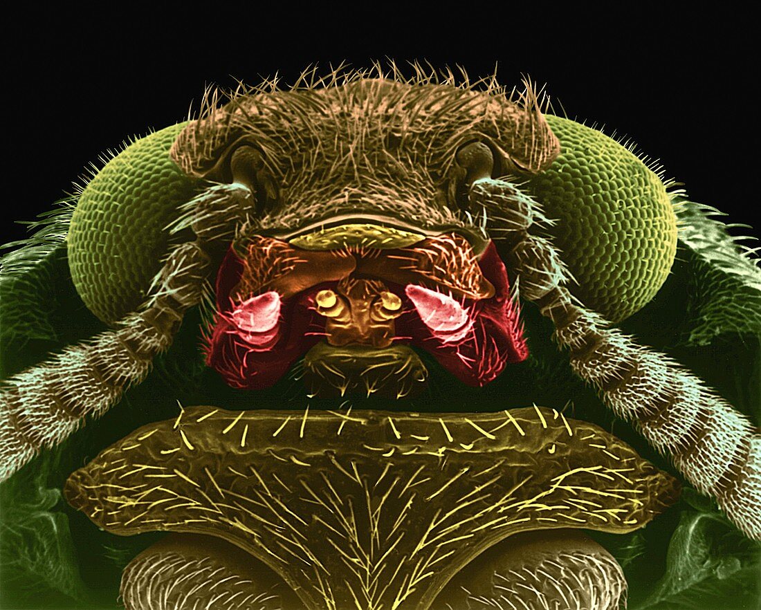 Carpet beetle, SEM