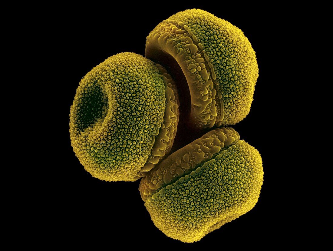 Waterlily pollen (Nymphea mexicana), SEM