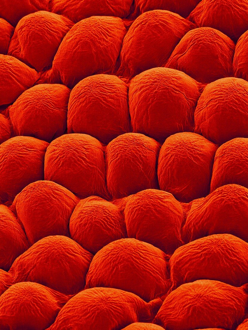 Rose Petal Upper Surface, SEM