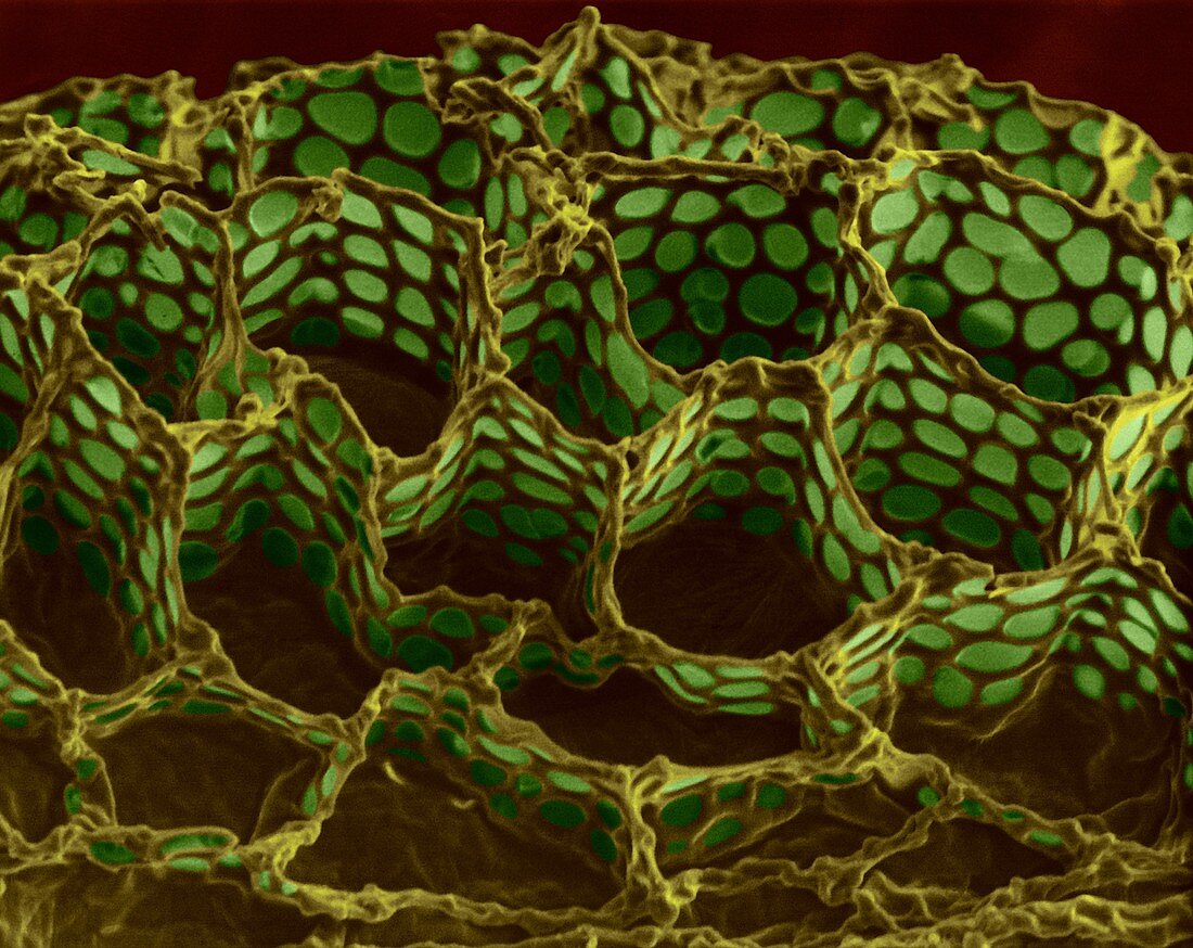 Foxglove seed surface (Digitalis purpurea), SEM