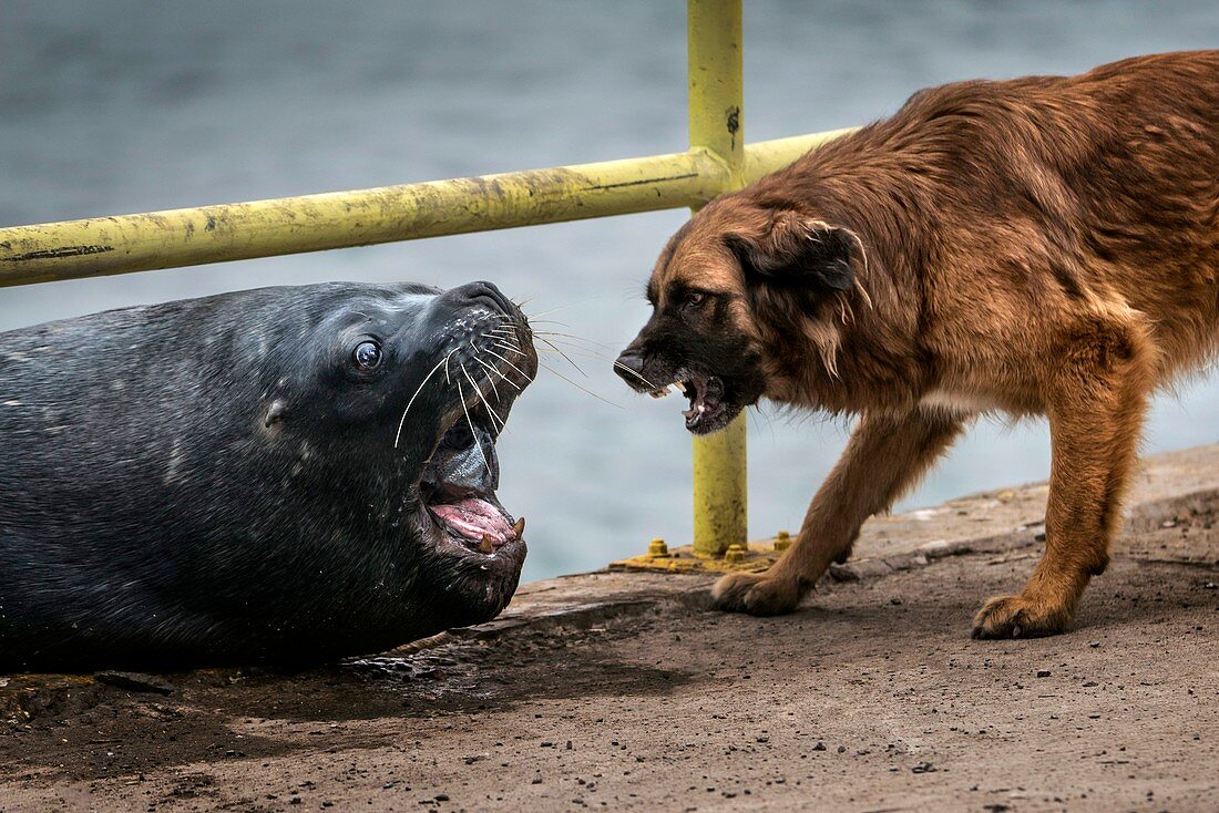 Sea lion and dog
