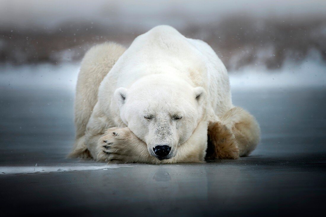 Polar bear sleeping