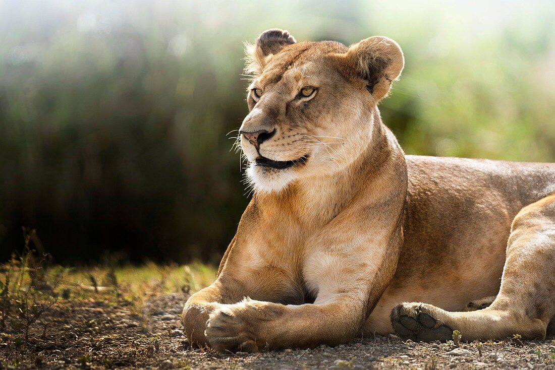 Lioness lying down