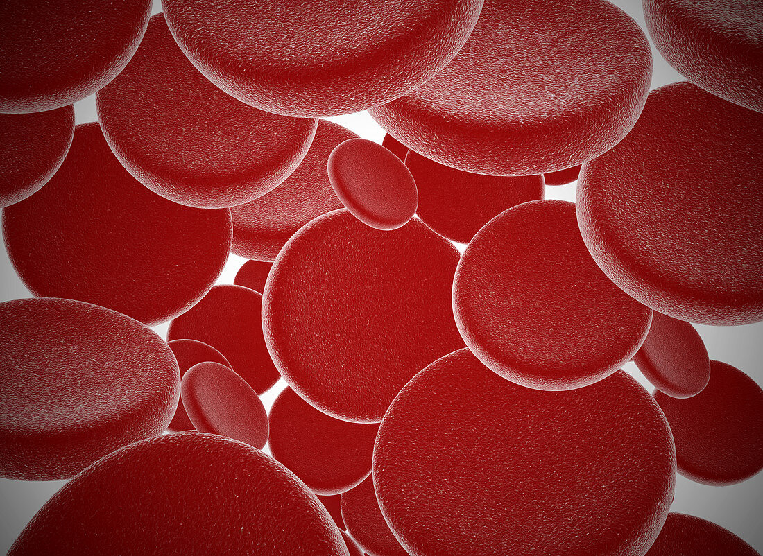 Red blood cells