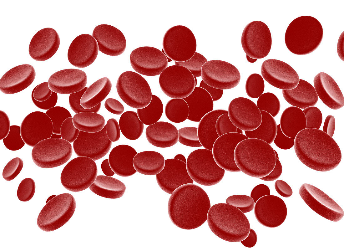 Red blood cells