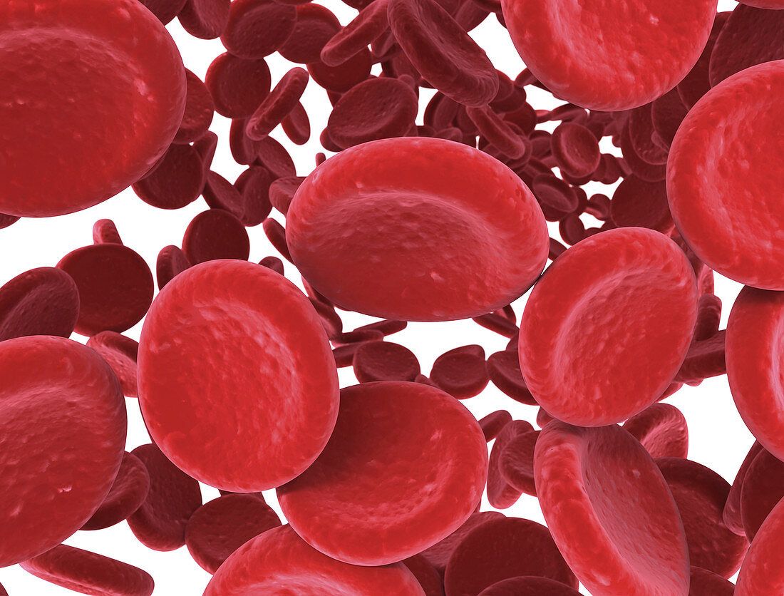 Red blood cells