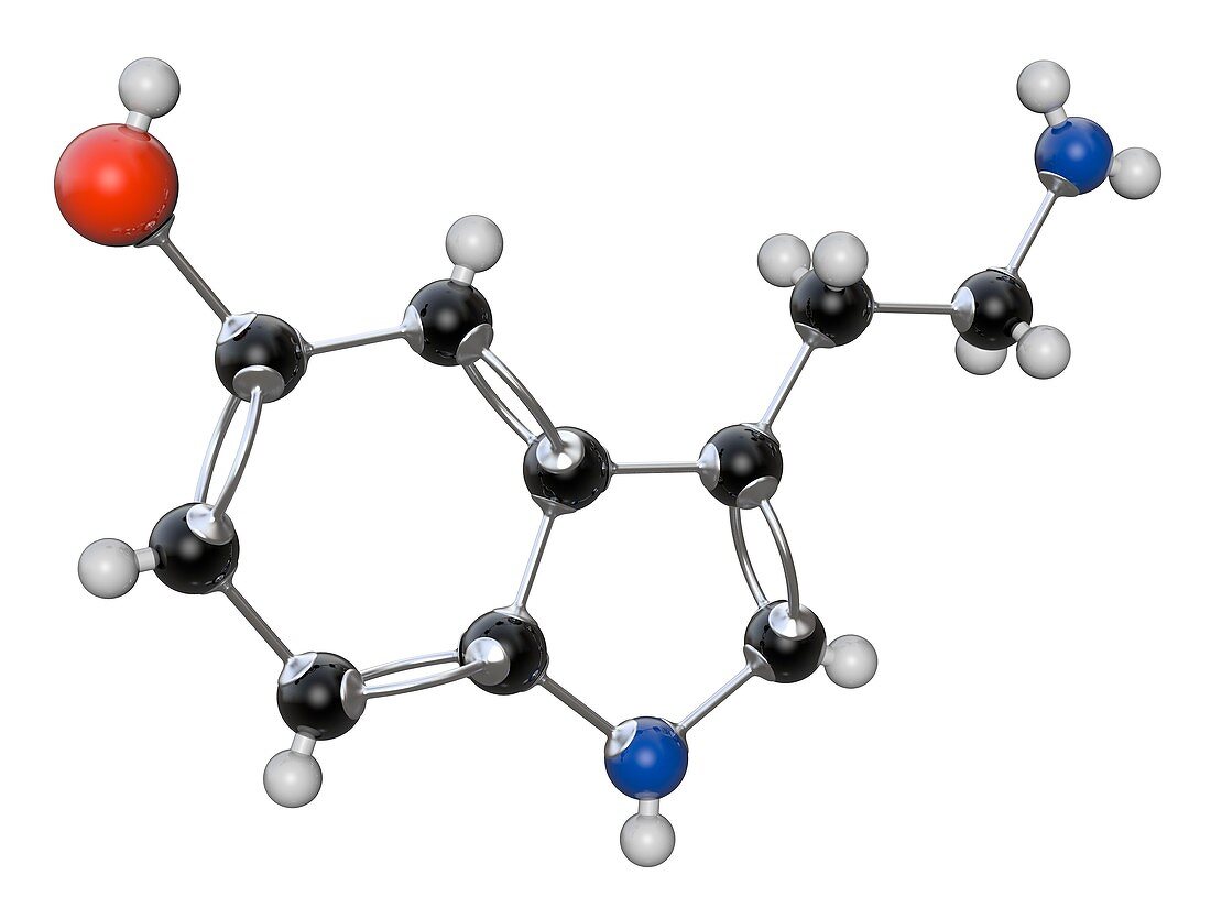 Serotinin organic compound molecule