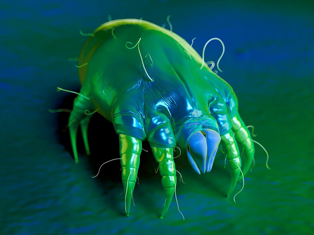 Dust mite