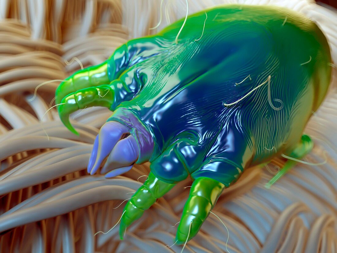 Dust mite on fabric