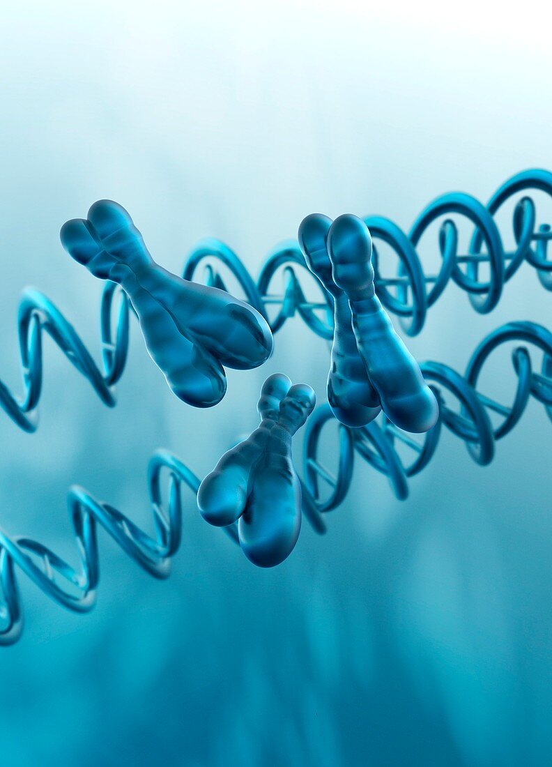 X chromosomes and DNA strand