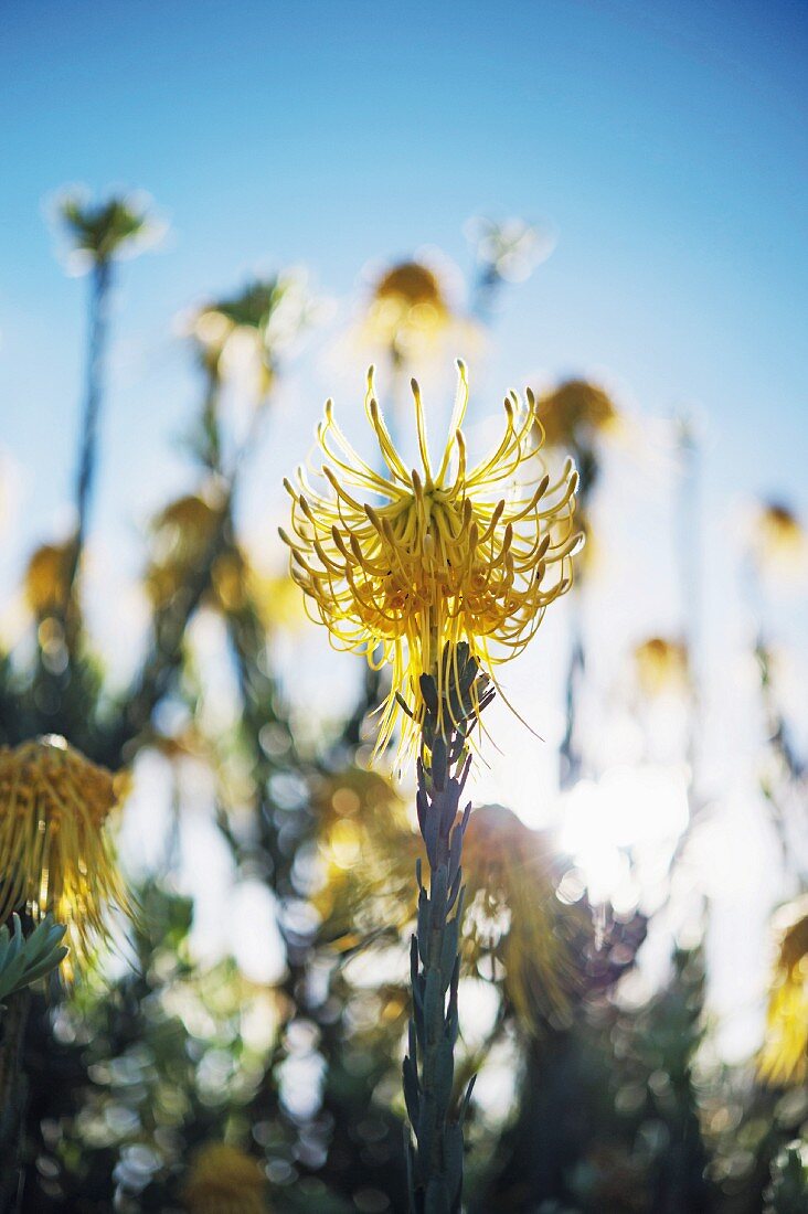 Nationalblume Protea, Kapstadt, Südafrika