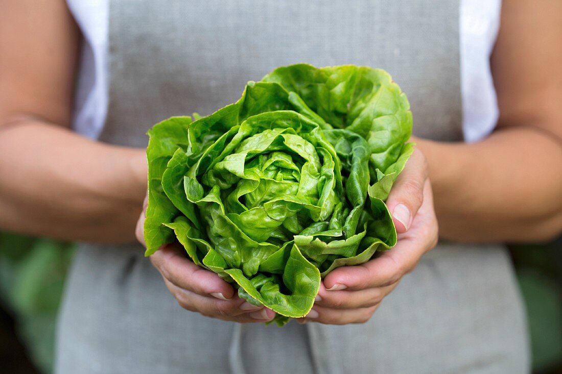 A woman holding a head of freshly picked artisinal green lettuce in her hand