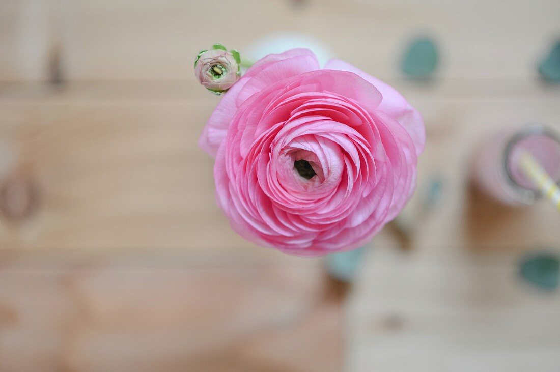 Rosa Ranunkel in einer Vase (Draufsicht)