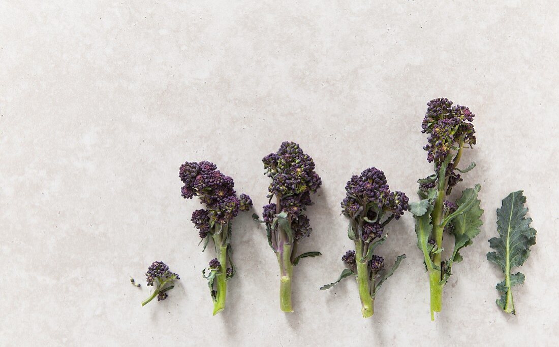 Graphic shot of florets of purple sprouting broccoli on stone background