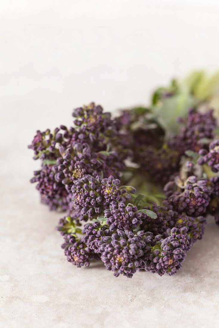 Close up detail of a floret of purple sprouting broccoli