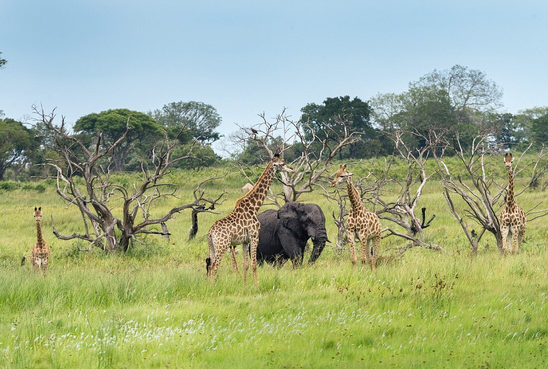 Giraffes and an elephant in the iSimangaliso Wetland Park, a wildlife park in South Africa