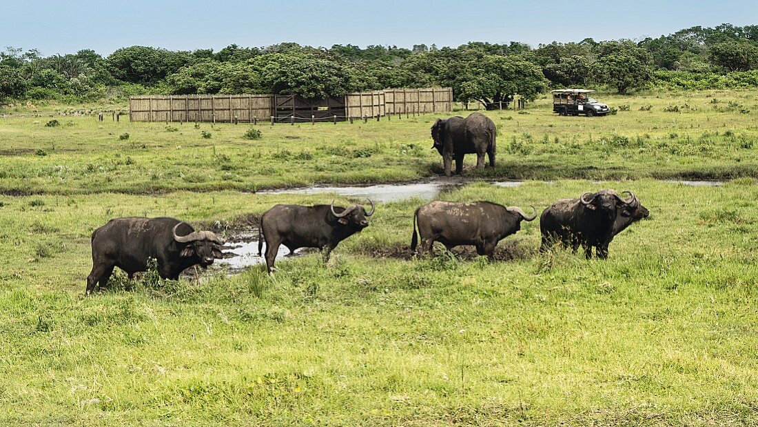 Büffel im Wildpark 'iSimangaliso-Wetland-Park' in Südafrika