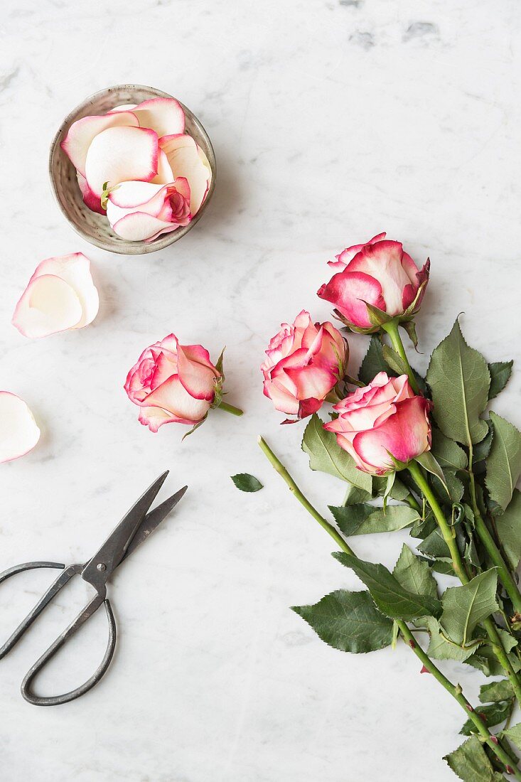 Bunch of pink and white roses, one with a cut stem, rose petals in a bowl and scissors on a white and grey marble surface