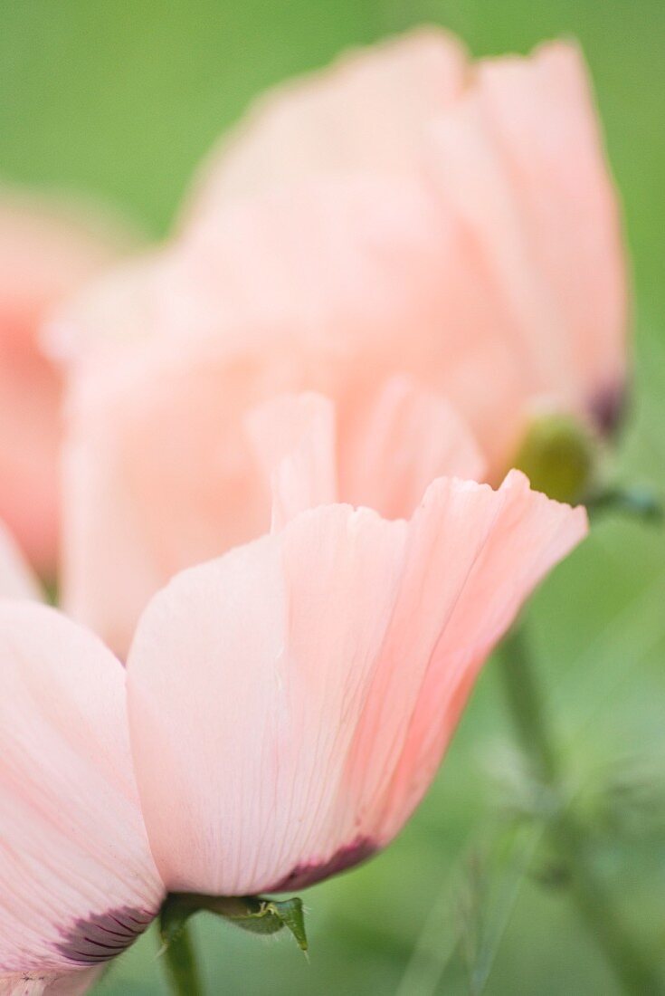 Delicate pale pink poppy