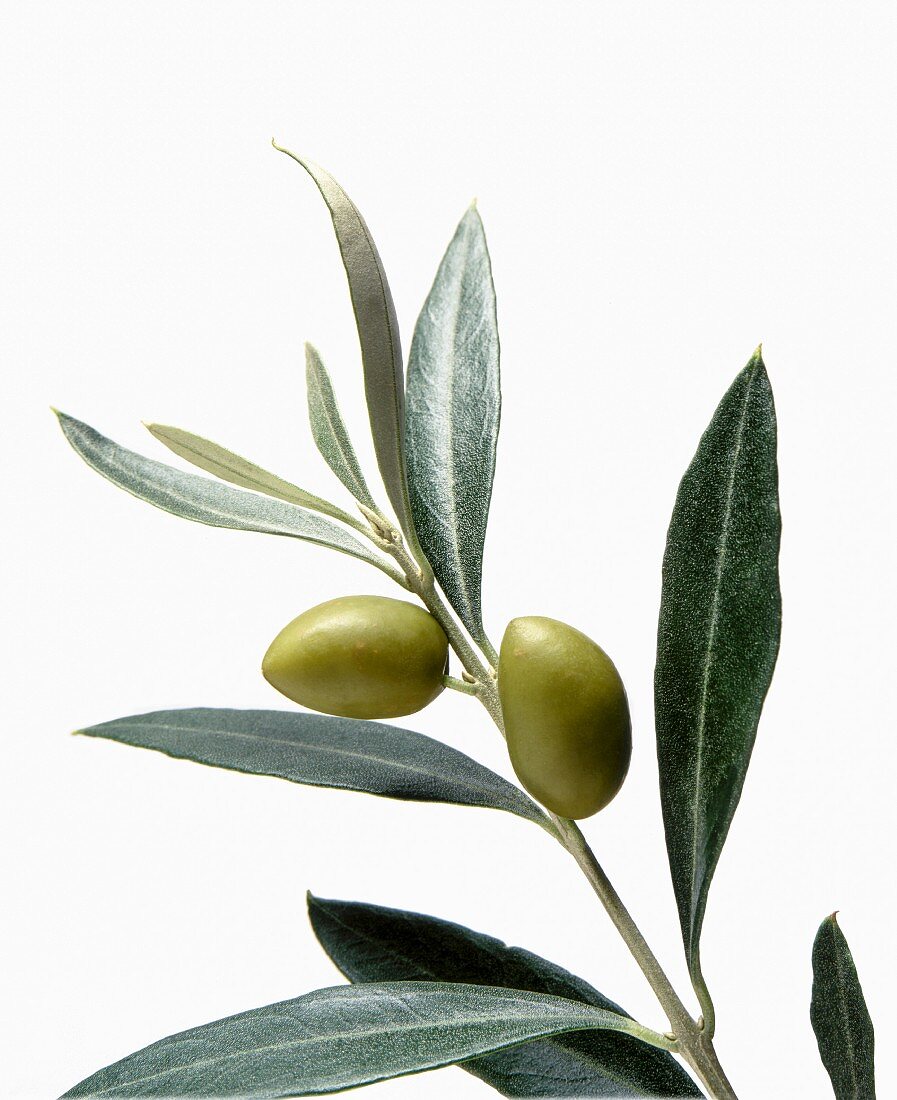 Olivenzweig vor weißem Hintergrund