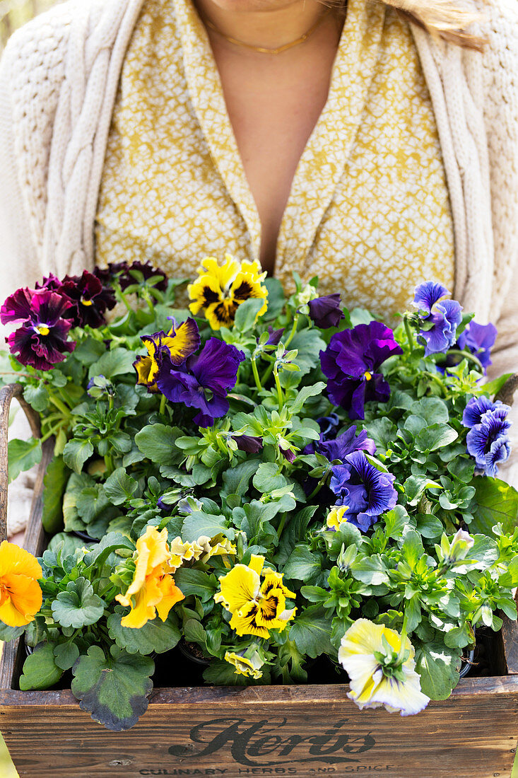 Woman holding wooden crate of pansies