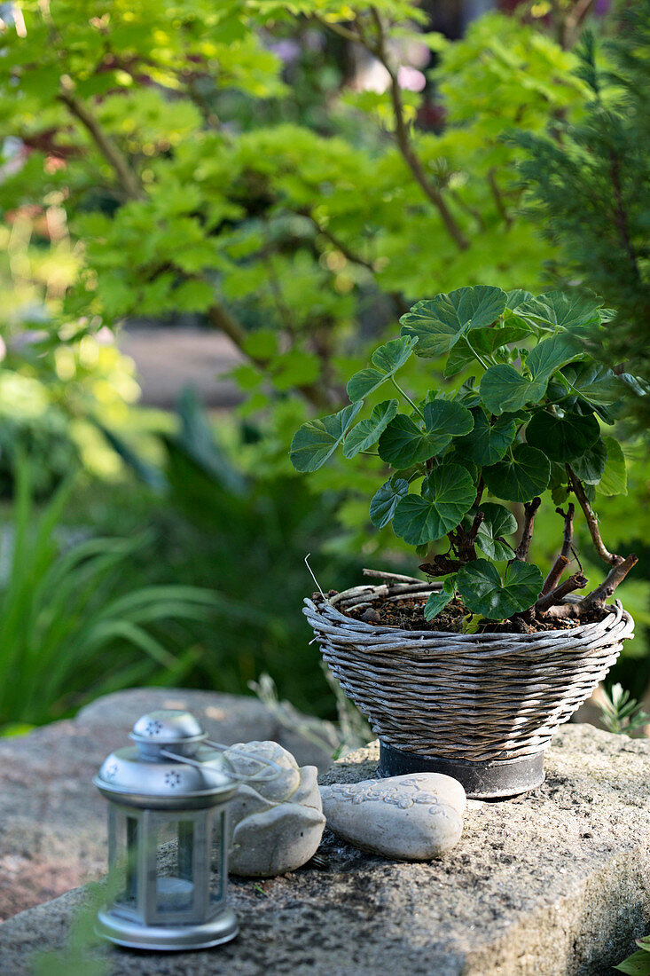 Candle lantern, arranged pebbles and pelargonium in basket on stone surface in garden
