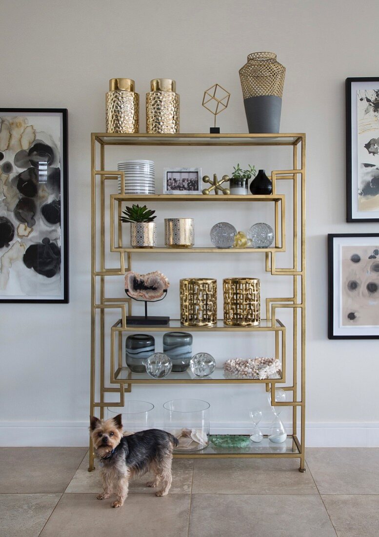 Small dog in front of various ornaments and vessels on elegant open shelving