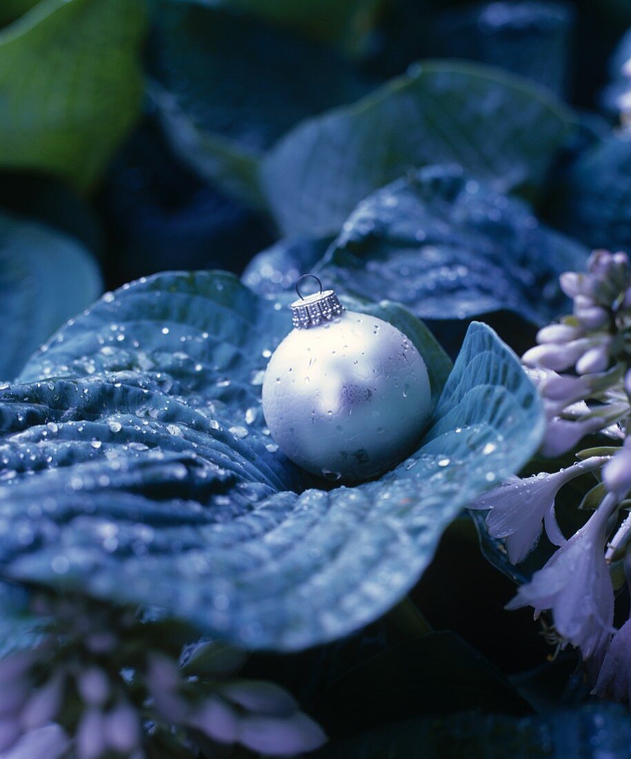 Silver Christmas-tree bauble and water droplets on hosta leaf