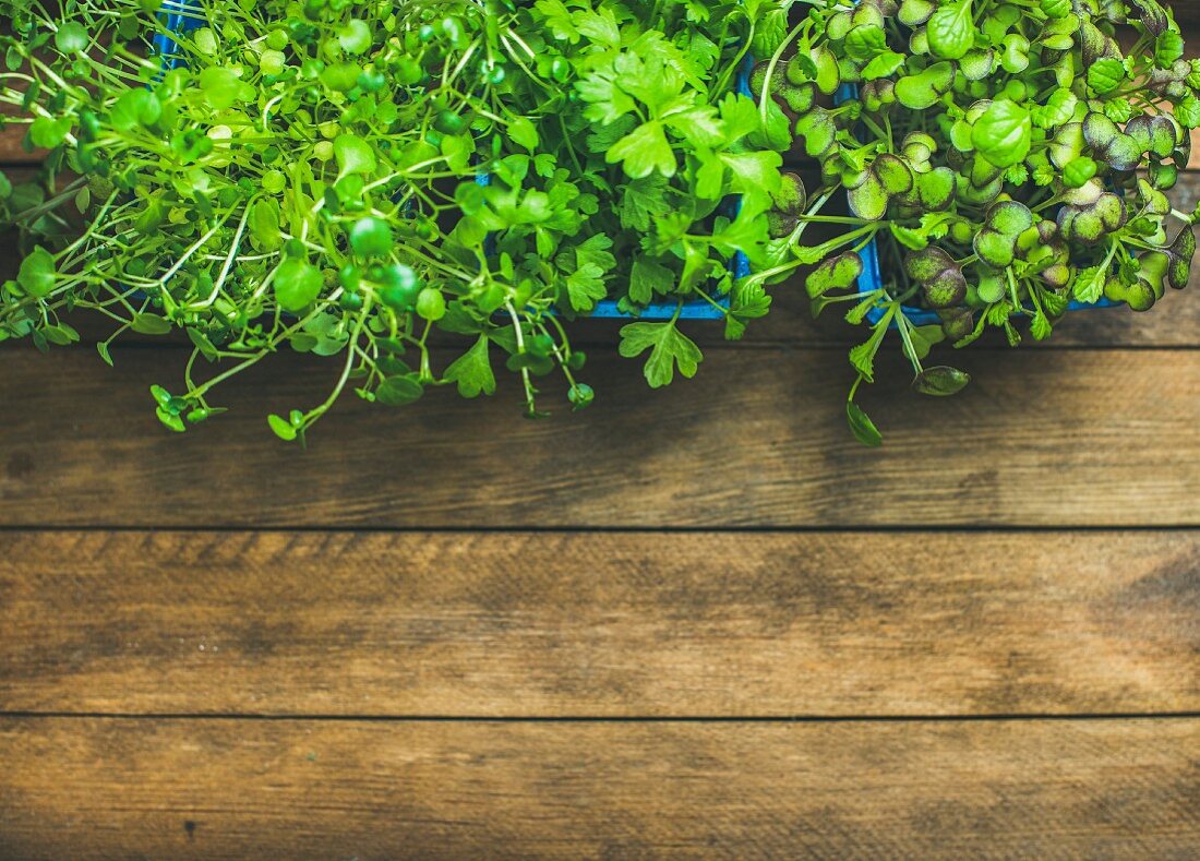 Radish cress, water cress and coriander sprouts in blue plastic pots