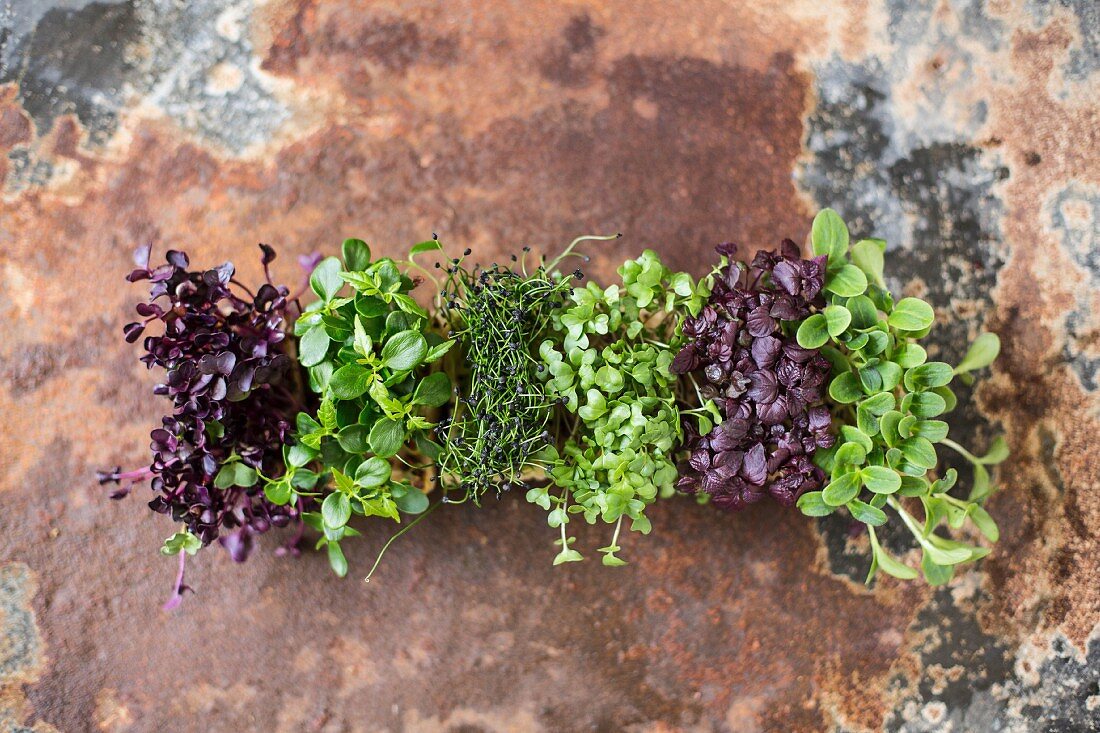 Various types of cress (seen from above)