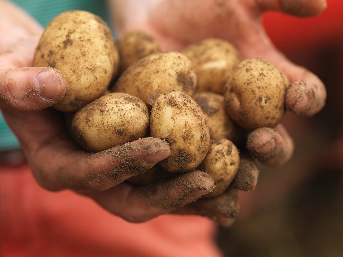 Dirty hands holding potatoes