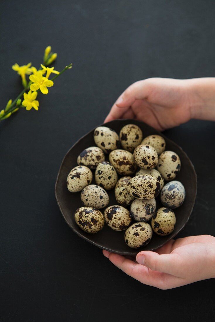 Hands holding a bowl of quail eggs