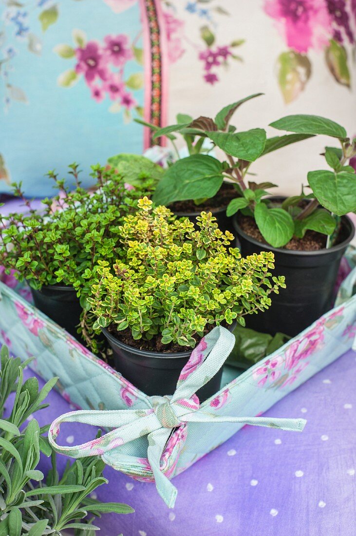 Fabric-covered tray filled with potted fresh herbs