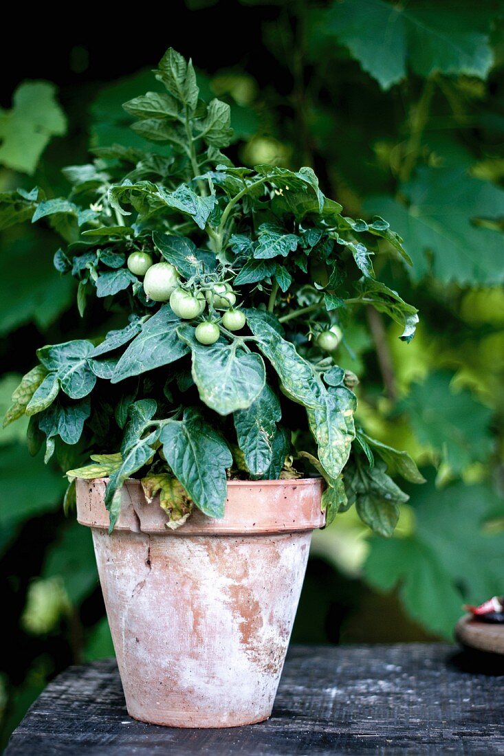 Tomatenpflanze mit kleinen, unreifen Tomat im Blumentopf