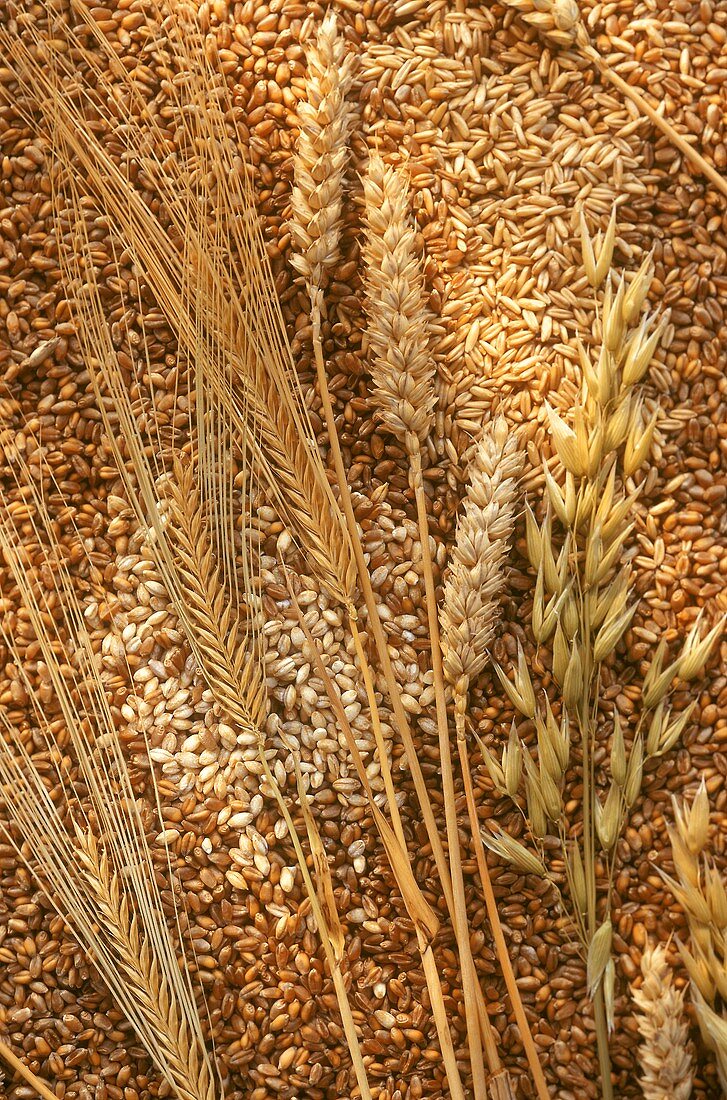 Getreideähren auf Getreide: Weizen, Gerste, Hafer