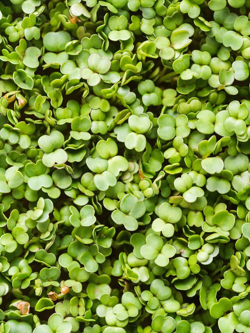 Rocket salad (Eruca Sativa) sprouts, close up