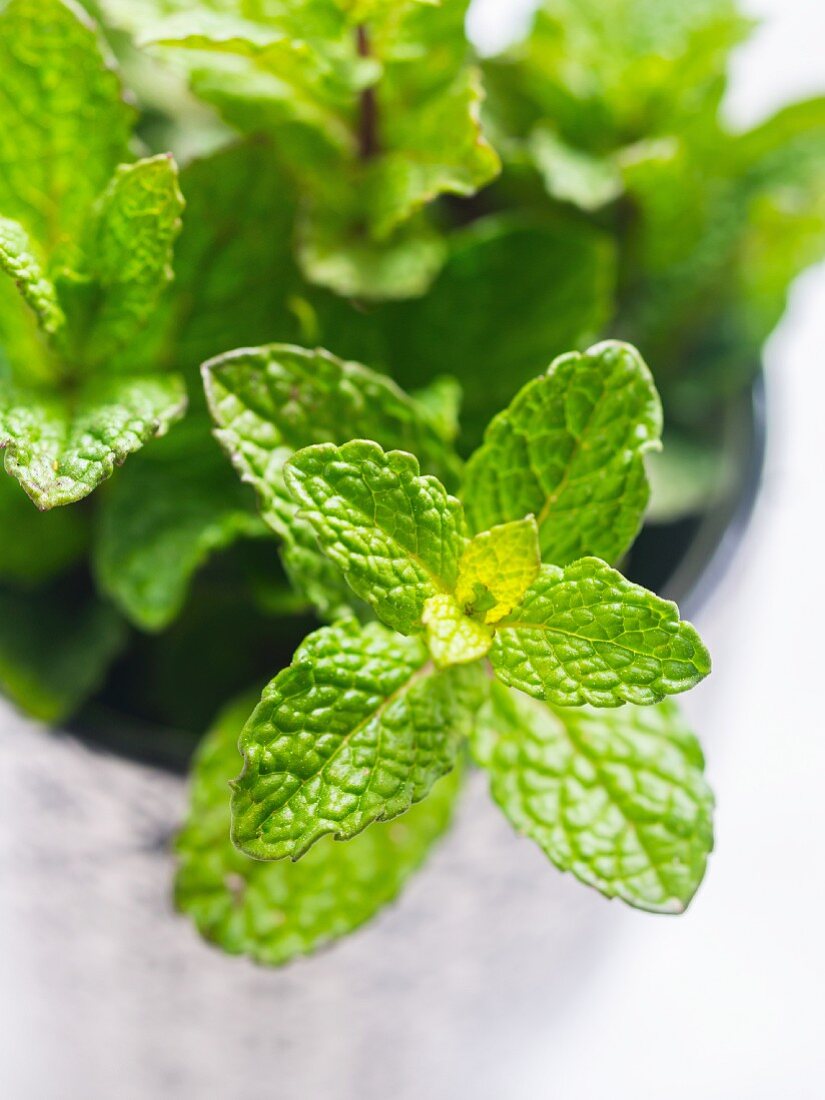 Fresh mint in a small cup