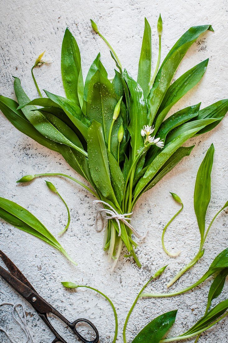 Fresh ramsons with flowers