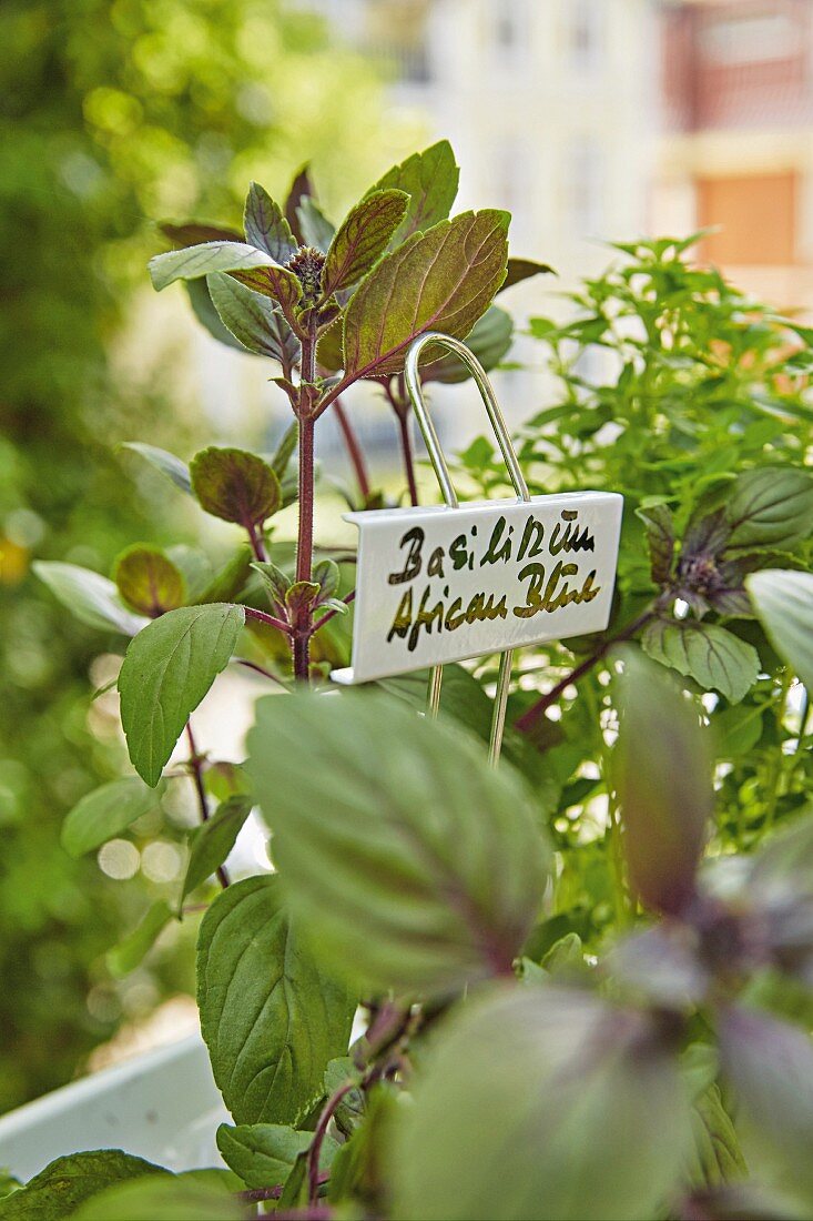 'African Blue' basil plant on a balcony