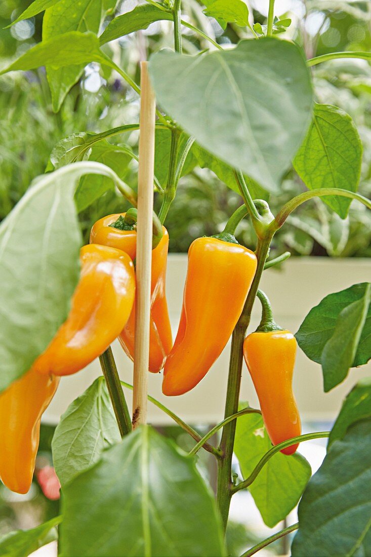 An orange pepper plant on a balcony