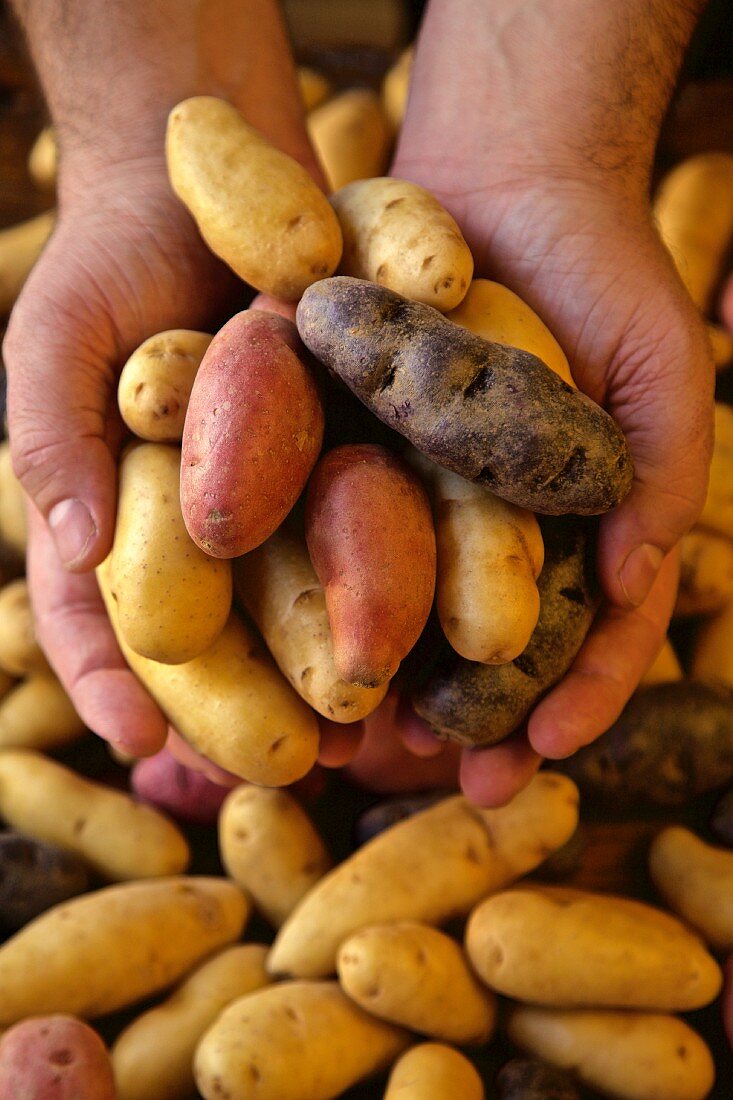 Hands holding different varieties of finger potatoes