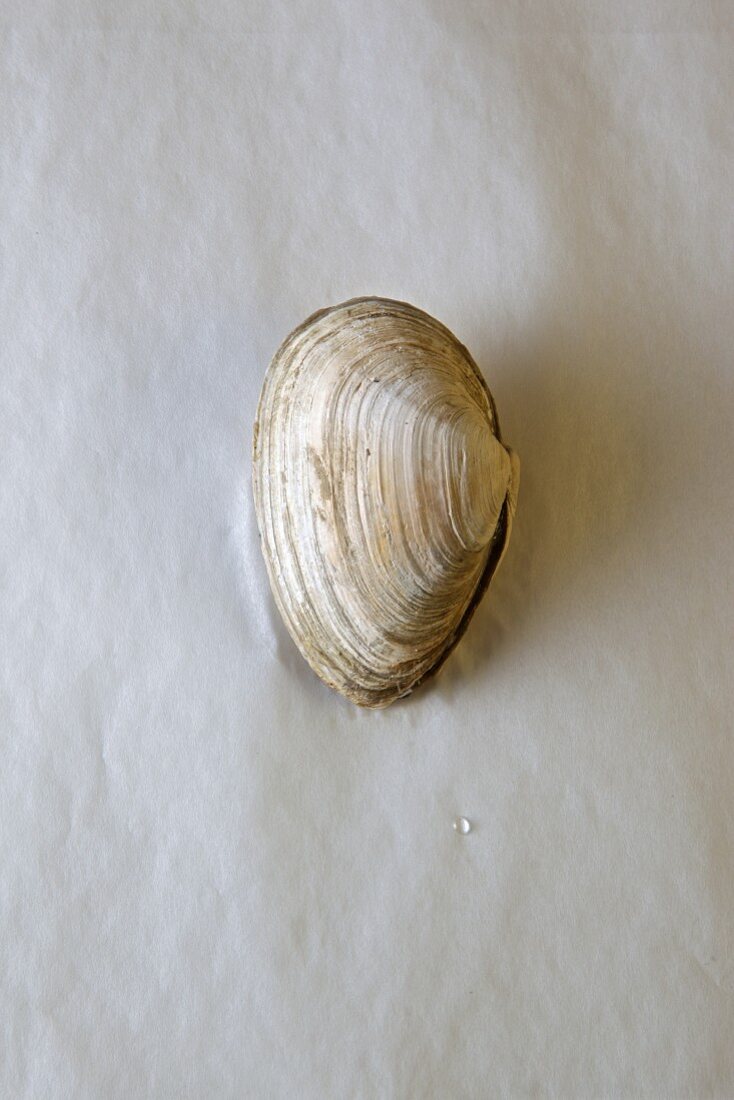 Eine Sandklaffmuschel (Neuengland, USA) vor weißem Hintergrund